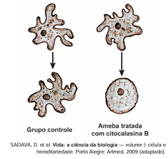 Esquema da Amoeba proteus no grupo controle e a Amoeba tratada com citocalasina B, que perde o formato ameboide e fica esférica.