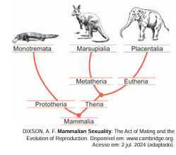 Cladograma da classe Mammalia, mostrando a separação entre Monotremata, Marsupialia (Metatheria) e Placentaria (Eutheria).